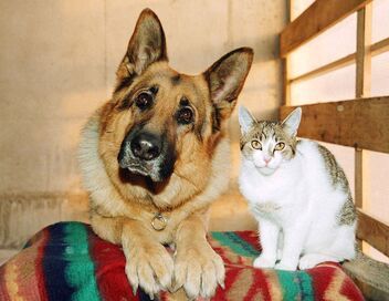 Rex, chien flic