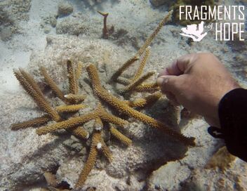 Diversité contre extinction : le grand défi de l'humanité