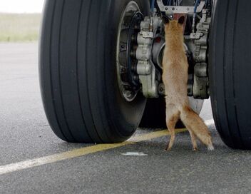 Les animaux de l'aéroport