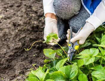 Silence, ça pousse !