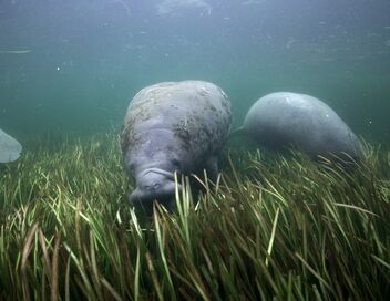 Des prairies sous-marines pour les lamantins