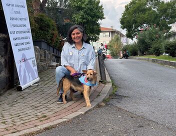 En Turquie, les chiens errants dans le viseur