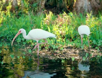 Destination nature : la Floride