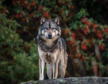 Takaya, le loup solitaire