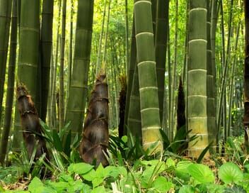 La civilisation des arbres