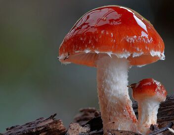 Au royaume des champignons