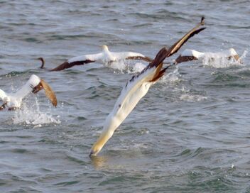 La grande migration des poissons d'argent