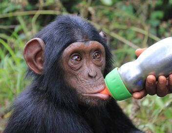 Jane Goodall et les chimpanzés de Tchimpounga