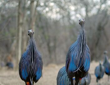 Les réseaux sociaux des animaux