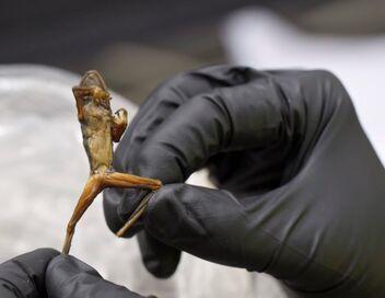 Douanes sous haute surveillance