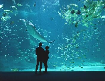 Nausicaá, dans les coulisses du plus grand aquarium d'Europe