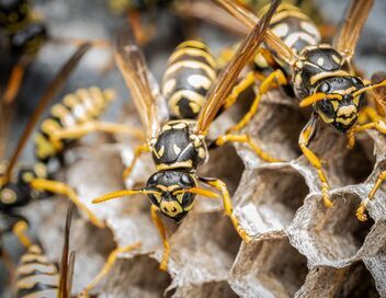 Morsures et piqûres : le grand test