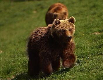 100 jours avec les animaux de Cerza, le plus grand zoo de Normandie