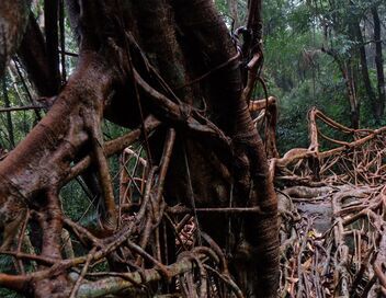 Inde : les ponts vivants du Meghalaya