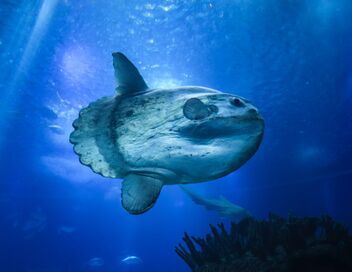 Merveilles de la vie sous-marine