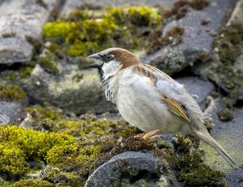 La vie sauvage à l'épreuve du béton