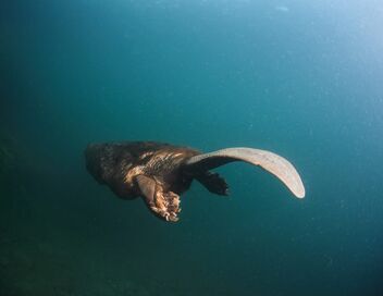 Castor, la force de la nature