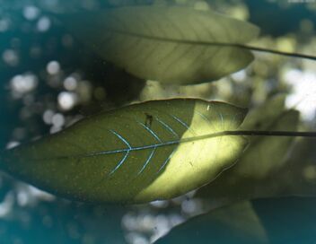 Le monde secret des forêts