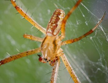 Nos chères bestioles