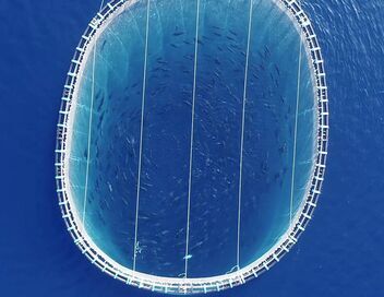 Les sentinelles de la mer