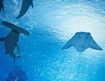 La techno des aquariums XXL