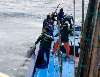 Les derniers pêcheurs à la ligne des Açores