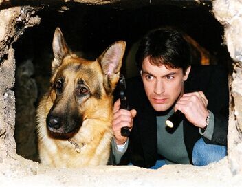 Rex, chien flic