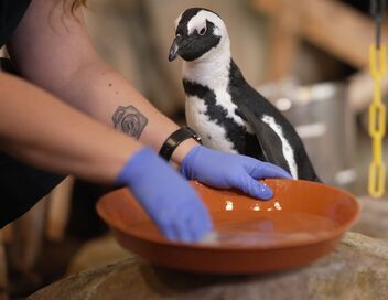 Nausicaá, dans les coulisses du plus grand aquarium d'Europe