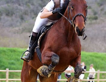 Au galop ! Une saison à cheval