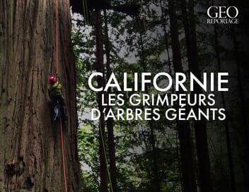 En Californie, la mission des grimpeurs d'arbres géants