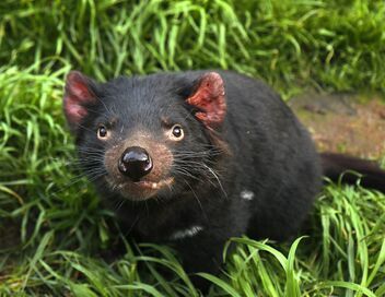 Tasmanie, pauvre petit diable