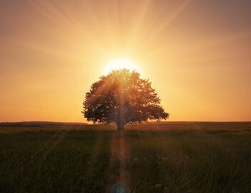 Chaque arbre compte !