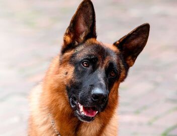 Rex, chien flic