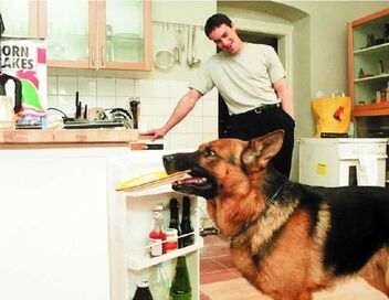 Rex, chien flic