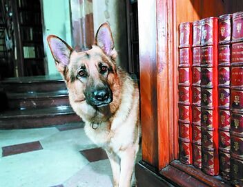 Rex, chien flic