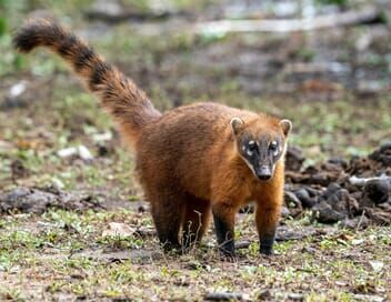 Thiago, le jeune coati