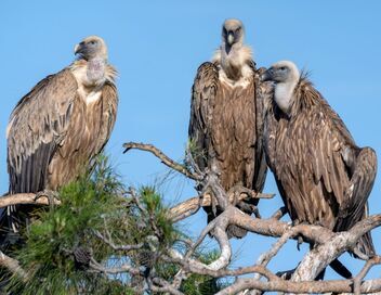 Grèce, le royaume des rapaces