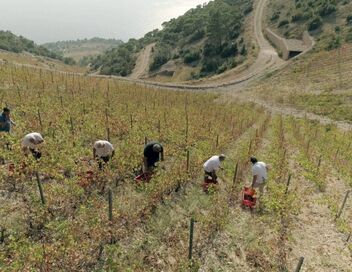 Des vignes et des hommes