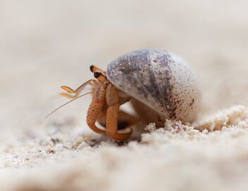Bernard l'hermite, une épopée sur la terre ferme