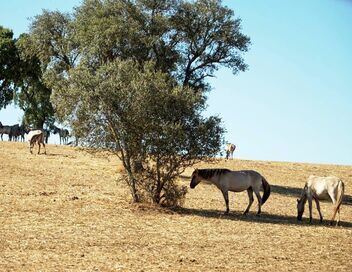 Invitation au voyage
