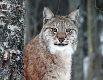 La Suède, un bain de nature : Le Norrland