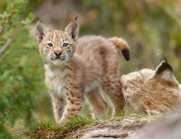 Les bébés lynx et moi