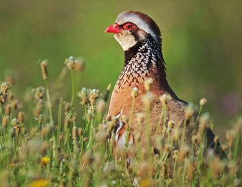 Prédateurs et proies : La faune de la péninsule Ibérique