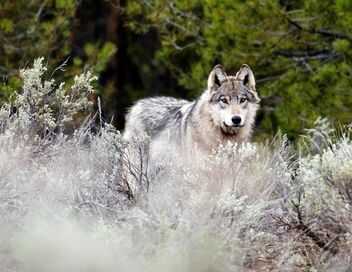 Les loups, sauveurs du parc de Yellowstone