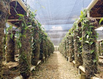 Le Belize : Une terre nourricière à préserver