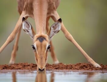 Tanzanie : vie et mort autour d'un point d'eau