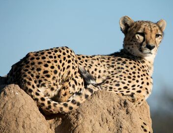 Namibie : l'espoir renaît pour les guépards