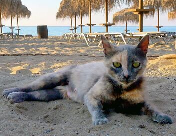 La plage... Et la faune grouillante de nos vacances