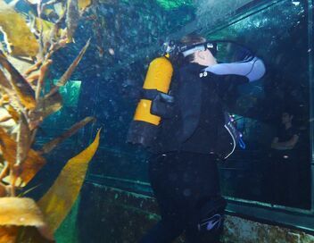 Nausicaá, dans les coulisses du plus grand aquarium d'Europe