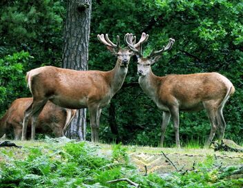 La Suède, un bain de nature : Le Götaland et le Svealand